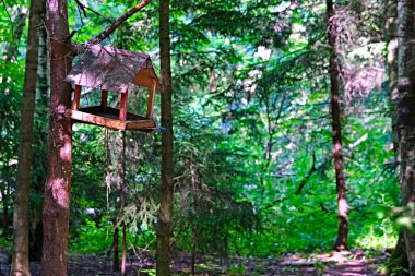 Parktaki sincaplar ve kuşlar için besleyici.