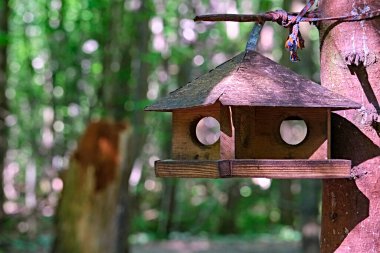 Parktaki sincaplar ve kuşlar için besleyici.