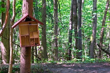 Parktaki sincaplar ve kuşlar için besleyici.