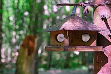 Parktaki sincaplar ve kuşlar için besleyici.