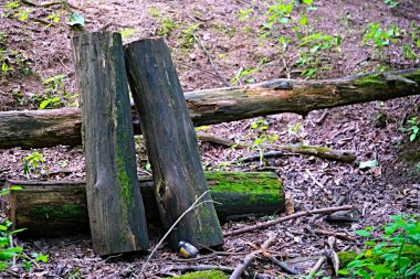 Ormanda yakacak odun toplamak için odun topladım.