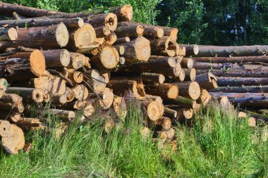 Kereste atölyesinde katlanmış kütükler. doğal arkaplan