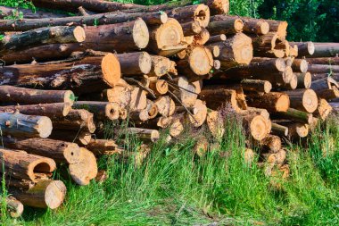 Kereste atölyesinde katlanmış kütükler. doğal arkaplan