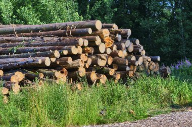 Kereste atölyesinde katlanmış kütükler. doğal arkaplan