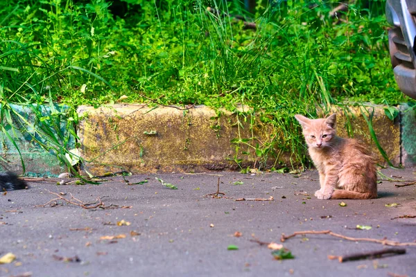 Zbłąkany Bezdomny Kotek Ulicy Zwierzęta Zwierzęta Koncepcja Zwierząt Domowych — Zdjęcie stockowe