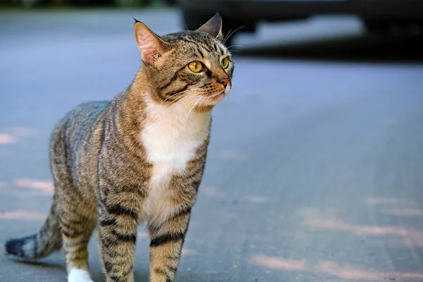 那只流浪猫的照片流落街头的无家可归的动物 — 图库照片