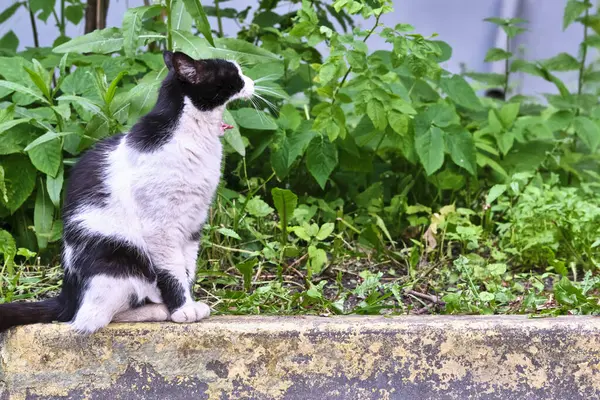那只流浪猫的照片流落街头的无家可归的动物 — 图库照片