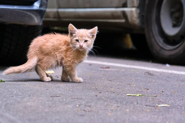 Verirrtes Obdachloses Kätzchen Auf Der Straße Tiere Tiere Das Konzept — Stockfoto