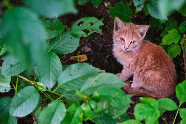 Verirrtes Obdachloses Kätzchen Auf Der Straße Tiere Tiere Das Konzept — Stockfoto