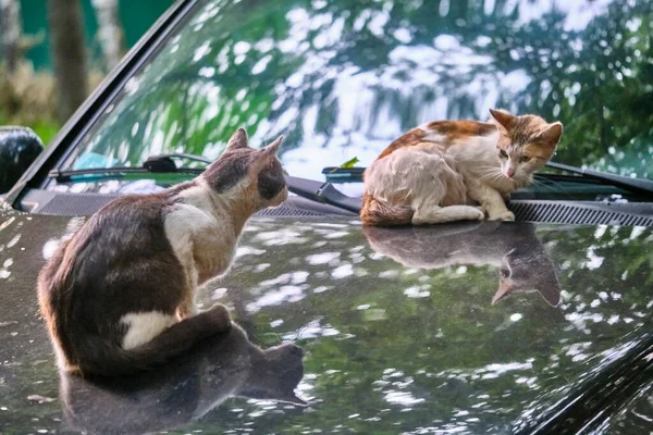 Chat Trouve Sur Capot Une Voiture Dans Cour Maison — Photo