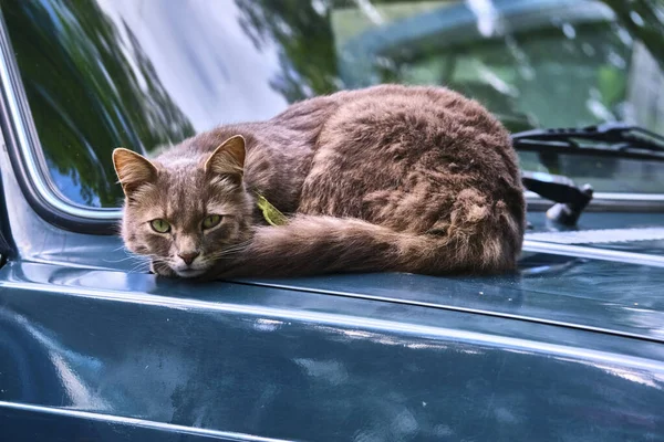 The cat lies on the hood of a car in the yard of the house