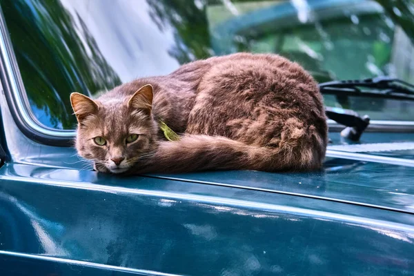 The cat lies on the hood of a car in the yard of the house