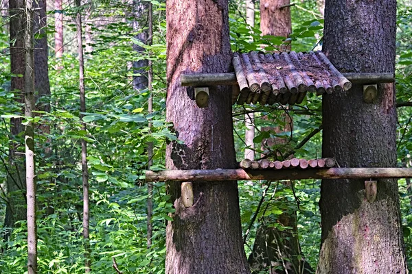 Dřevěný Ptačí Přísun Velký Strom — Stock fotografie