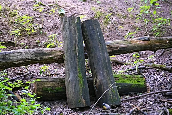 Troncos Cosechados Para Leña Bosque —  Fotos de Stock