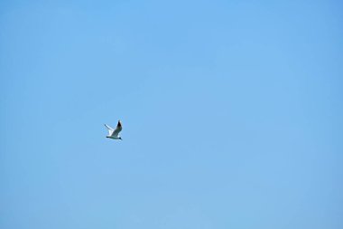 Martı kanatlarını açarak gökyüzünde uçar. Büyük plan. renk