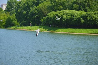 Martı parkta nehrin üzerinden güzel bir şekilde uçar. Büyük plan. renk