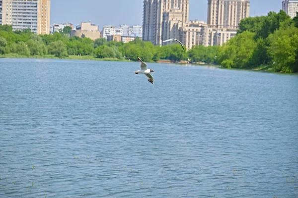Mewa Pięknie Przelatuje Nad Rzeką Parku Świetny Plan Kolor — Zdjęcie stockowe