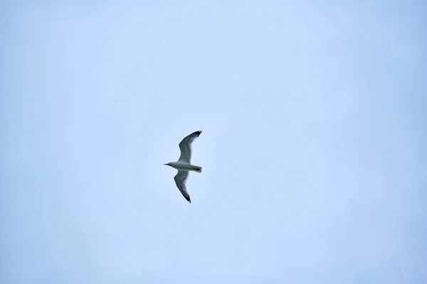 Pescăruşul Zboară Cer Întinzându Aripile Master Plan Culoare — Fotografie, imagine de stoc