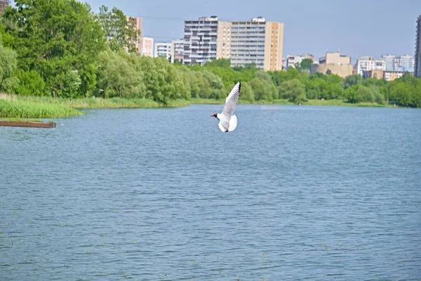海鸥在公园里美丽地飞越河流 总计划 — 图库照片