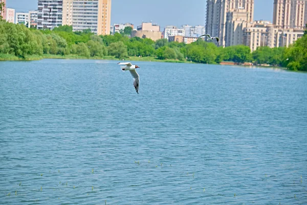 海鸥在公园里美丽地飞越河流 总计划 — 图库照片