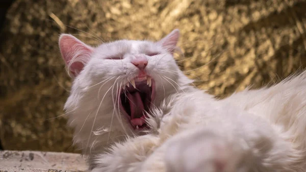 Porträt Einer Türkischen Angora Die Katze Gähnte Weit — Stockfoto