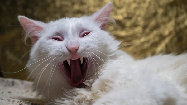Porträtt Turkisk Angora Katten Gäspade Vida Omkring — Stockfoto
