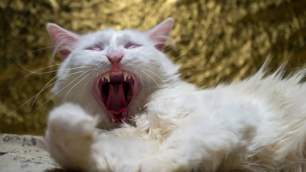 Retrato de um angorá turco. O gato bocejou muito. pouca luz — Fotografia de Stock