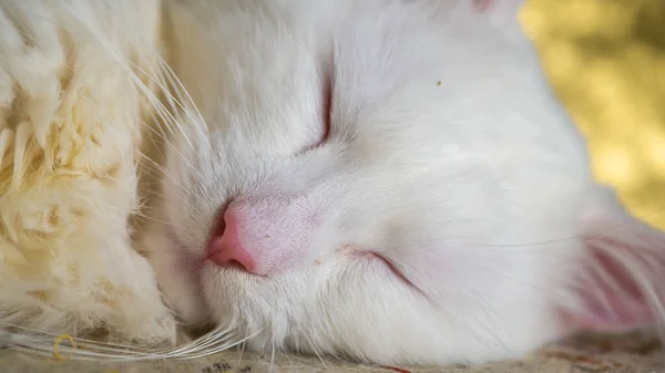 Retrato de una angora turca que duerme sobre un fondo dorado. poca luz. de cerca —  Fotos de Stock