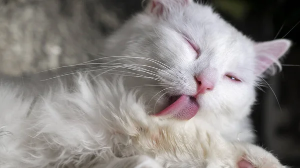 Weiße Katze leckt sich auf goldenem Grund. wenig Licht — Stockfoto