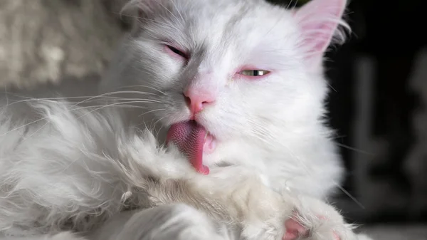 White cat licks itself on a golden background. low light — Stock Photo, Image