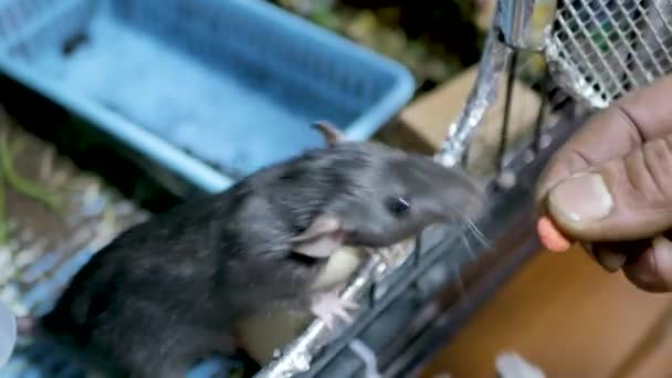 Une souris dans une cage est nourrie à la main. caméra en direct .color — Video