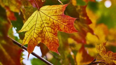 Sonbaharda çok güzel akçaağaç yaprağı. Yakın plan. Bulanık arkaplan
