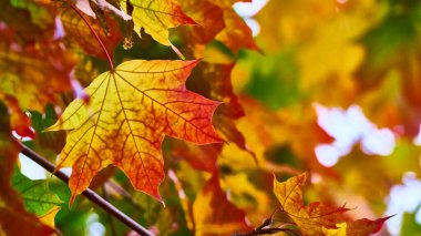 Sonbaharda çok güzel akçaağaç yaprağı. Yakın plan. Bulanık arkaplan