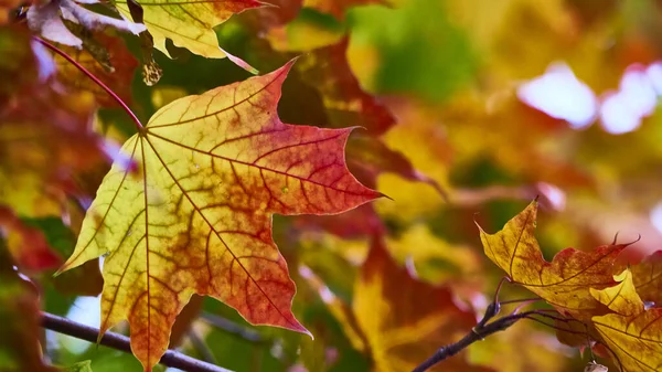Όμορφο Φύλλο Σφενδάμου Φθινόπωρο Κοντινό Πλάνο Θολό Φόντο — Φωτογραφία Αρχείου