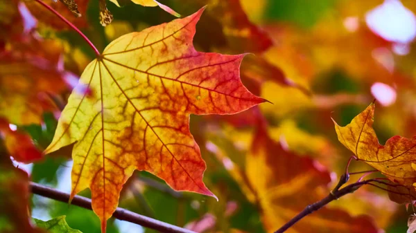 Όμορφο Φύλλο Σφενδάμου Φθινόπωρο Κοντινό Πλάνο Θολό Φόντο — Φωτογραφία Αρχείου