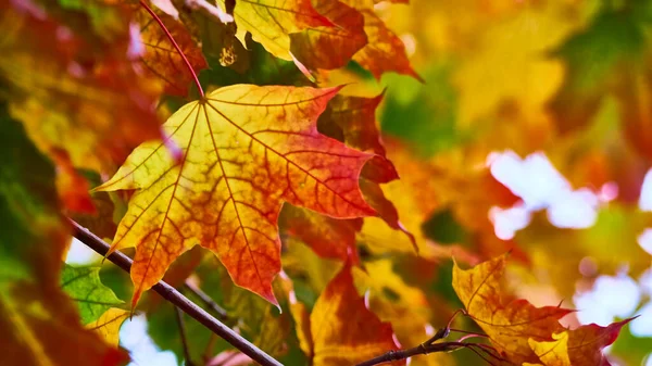 Beautiful Maple Leaf Autumn Close Blur Background — Stock Photo, Image