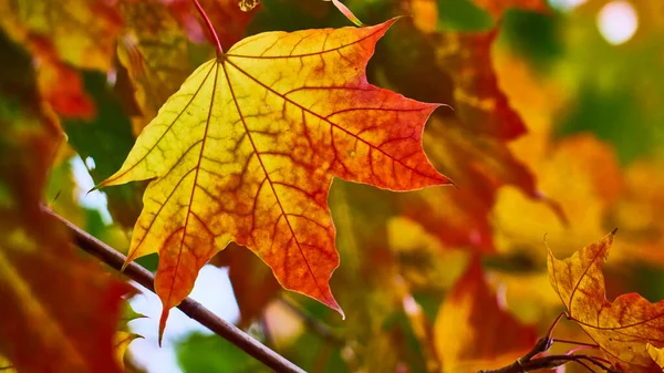 Mooie Esdoorn Blad Herfst Close Wazige Achtergrond — Stockfoto