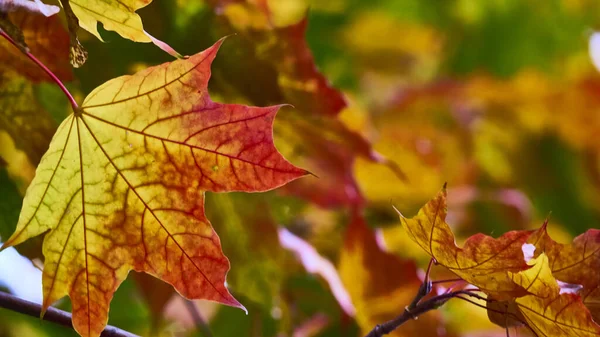Mooie Esdoorn Blad Herfst Close Wazige Achtergrond — Stockfoto