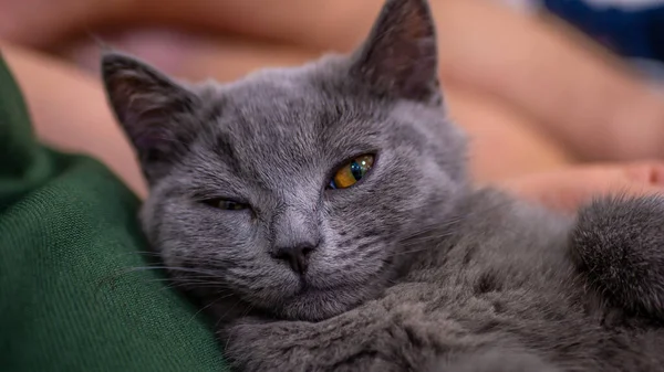 Brittisk Katt Porträtt Kattunge Färgad Bakgrund — Stockfoto