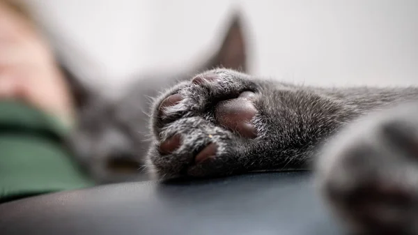 Британська Кішка Кошеня Кольоровому Тлі — стокове фото