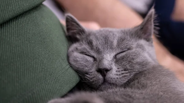 Britische Katze Porträt Kätzchen Auf Farbigem Hintergrund — Stockfoto