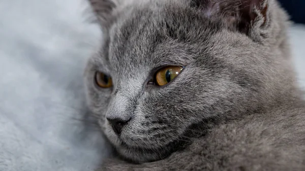 British Cat Portrait Kitten Colored Background — Stock Photo, Image