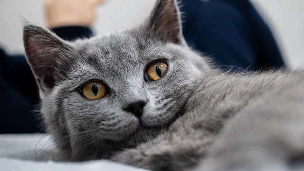 British Cat Portrait Kitten Colored Background — Stock Photo, Image