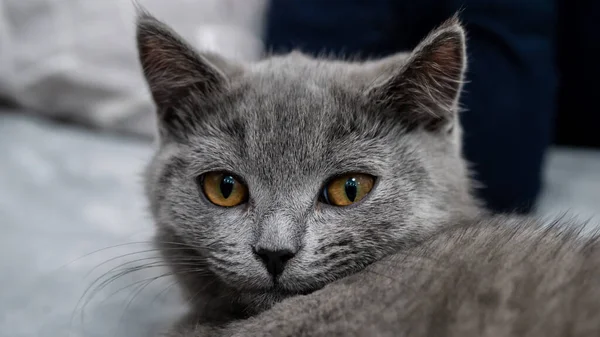 Brittisk Katt Porträtt Kattunge Färgad Bakgrund — Stockfoto