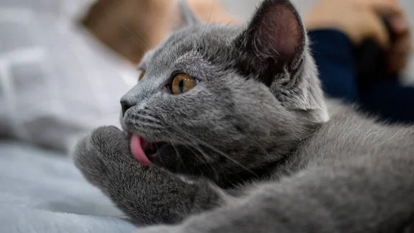 British Cat Portrait Kitten Colored Background — Stock Photo, Image