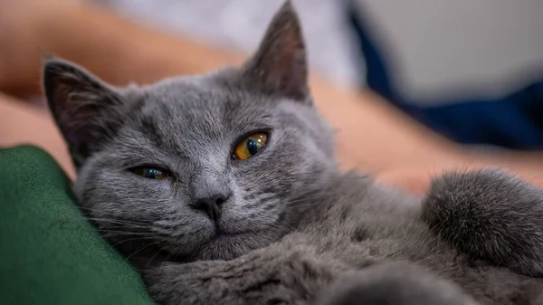 Britische Katze Porträt Kätzchen Auf Farbigem Hintergrund — Stockfoto