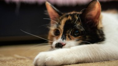 Ağızlığında siyah bir leke olan çok renkli bir kedi. Renkli bulanık bir arka planda bir kedinin portresi..