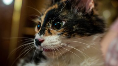 Ağızlığında siyah bir leke olan çok renkli bir kedi. Renkli bulanık bir arka planda bir kedinin portresi.