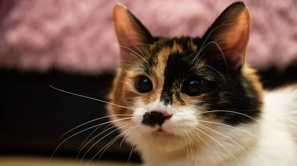 Gato Multicolorido Com Uma Mancha Preta Focinho Retrato Gato Fundo — Fotografia de Stock