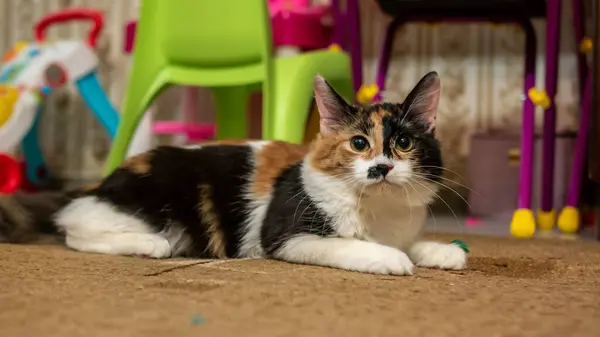 Gato Multicolorido Com Uma Mancha Preta Focinho Retrato Gato Fundo — Fotografia de Stock